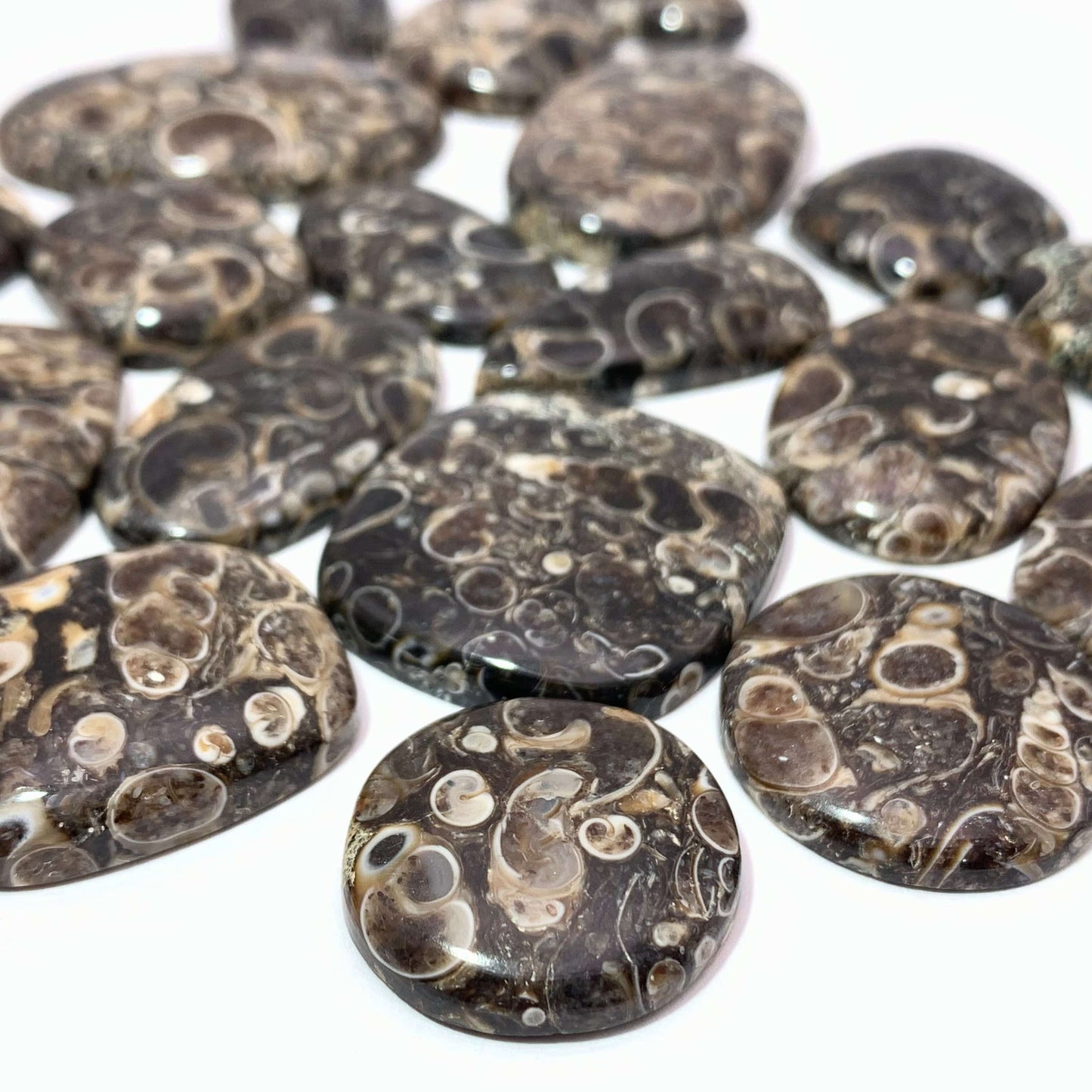 Turritella Agate Cabochon - Funky Stuff