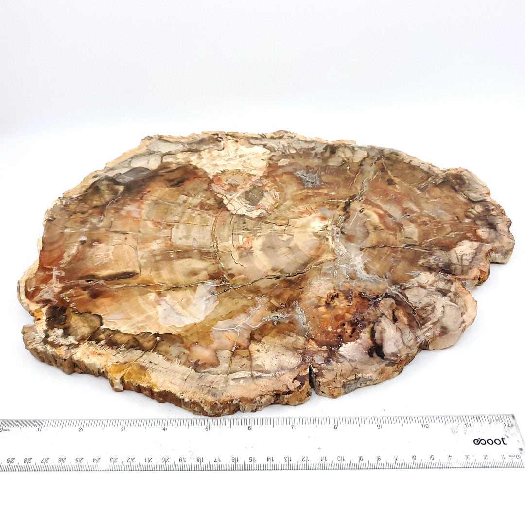 Extra Large Petrified Wood - Funky Stuff