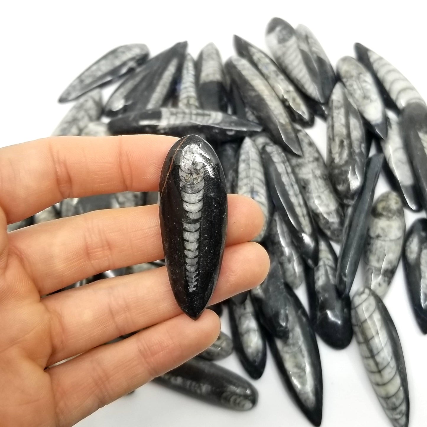 Orthoceras (Small) - 50 Pack