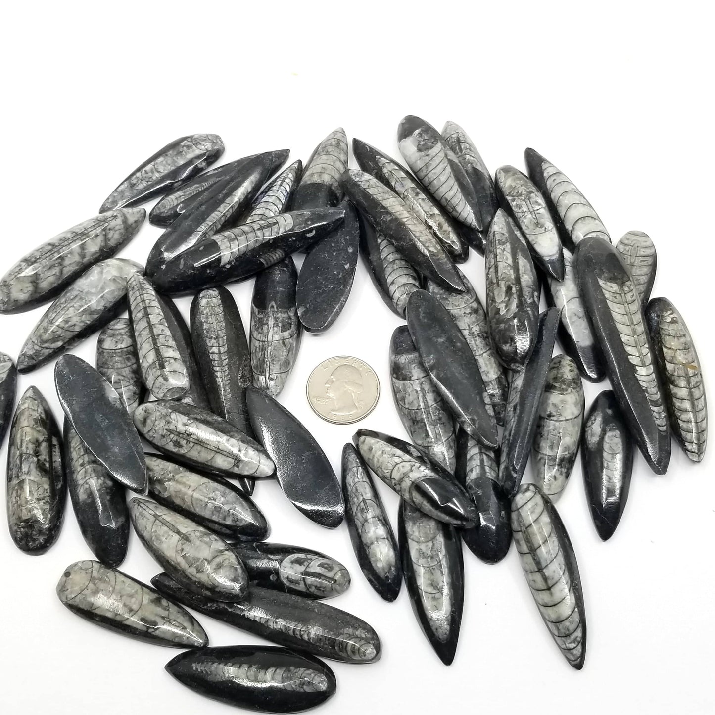 Orthoceras (Small) - 50 Pack