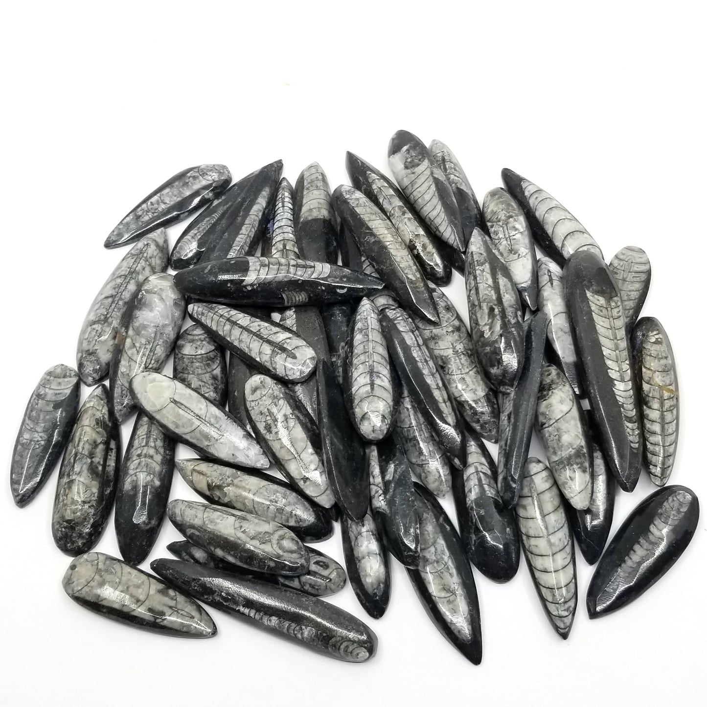 Orthoceras (Small) - 50 Pack