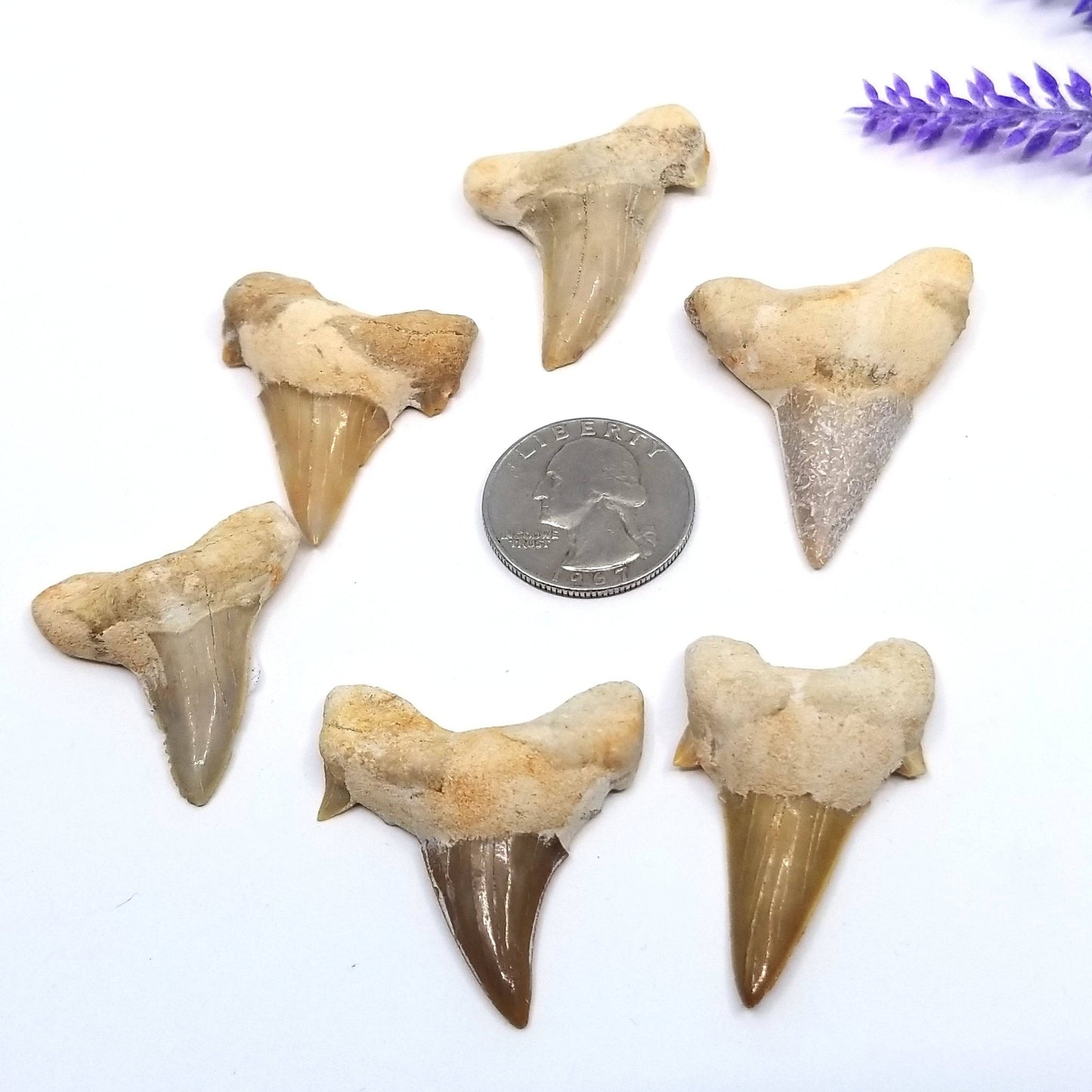 Otodus Shark Tooth Fossil (1 - 2 in)