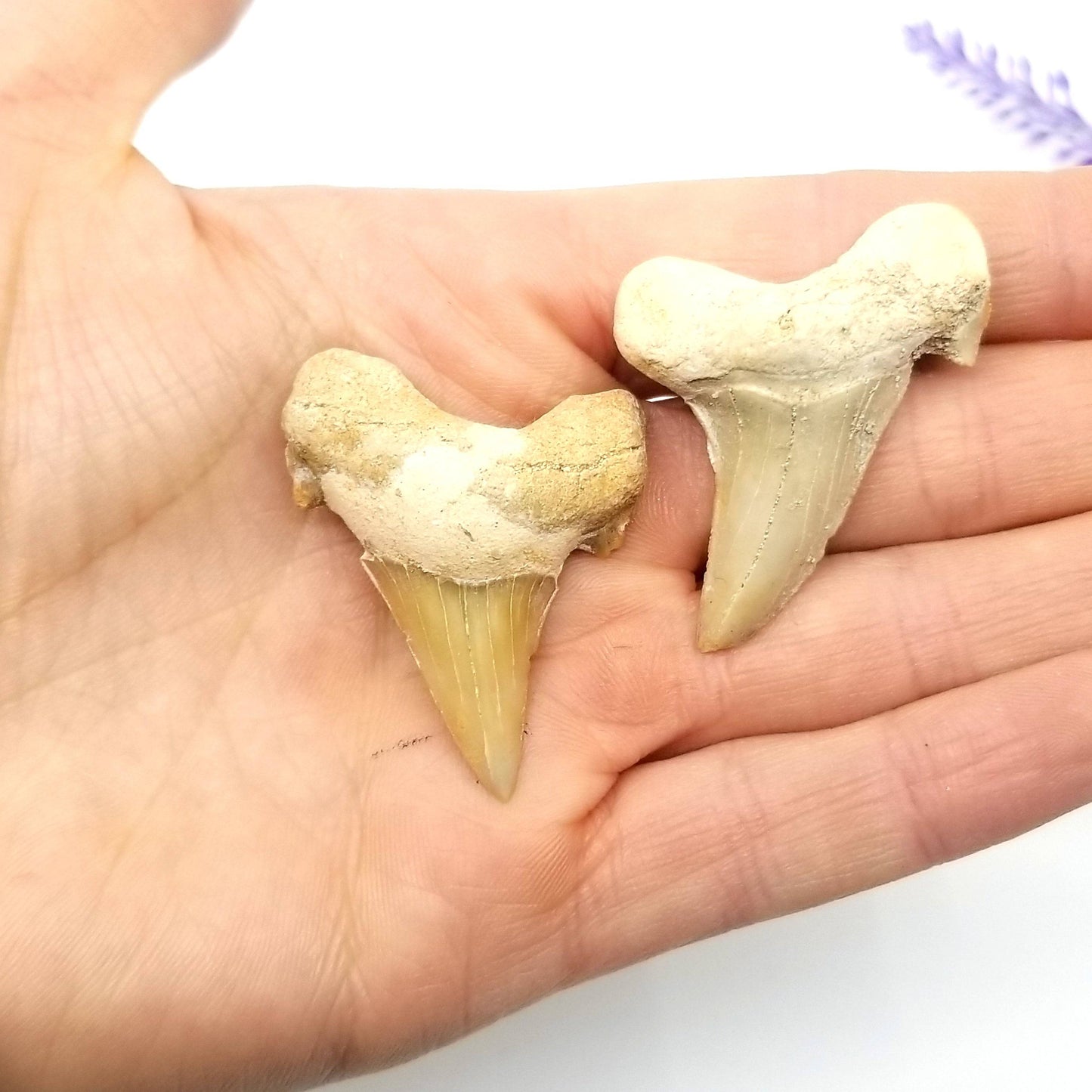 Otodus Shark Tooth Fossil (1 - 2 in)