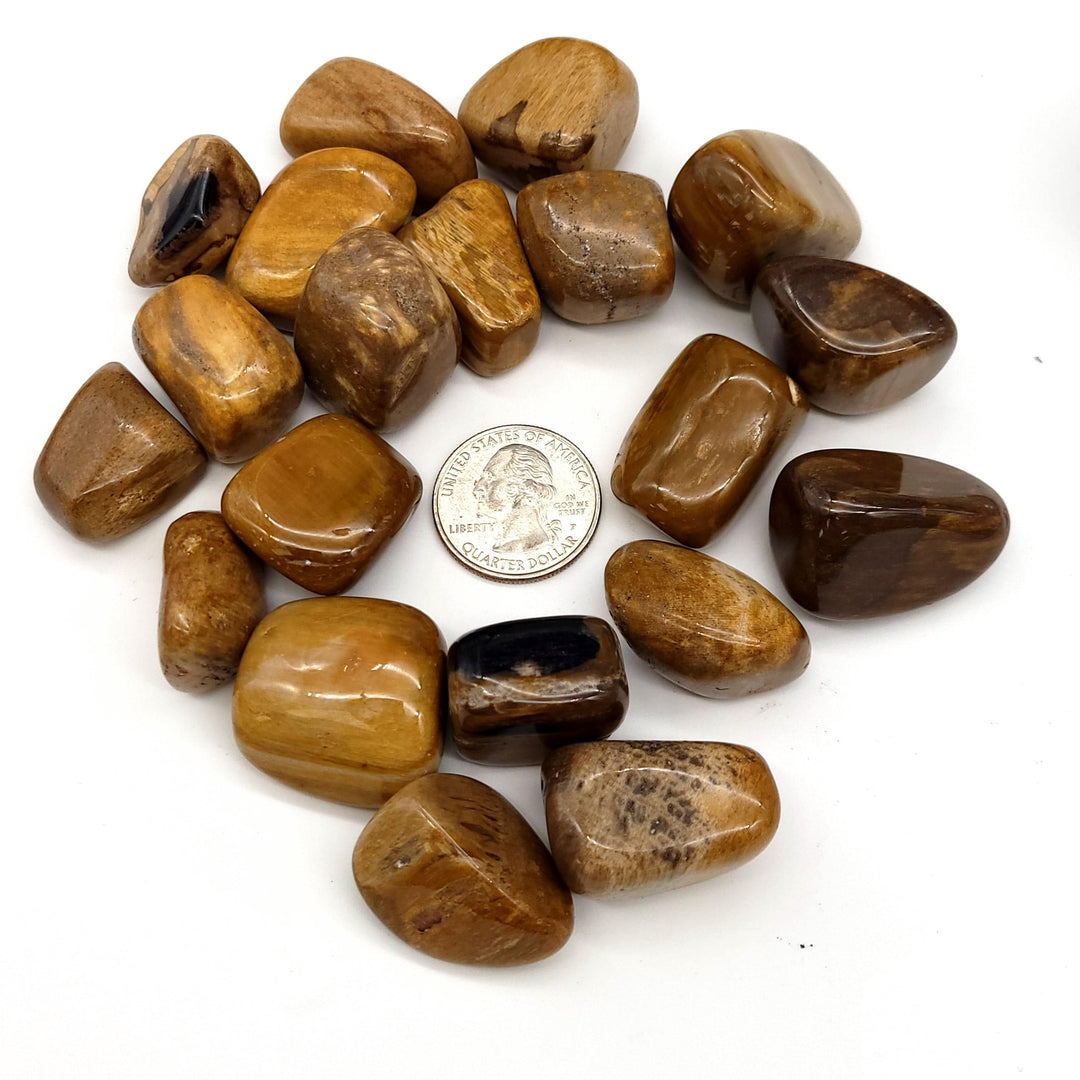 Petrified Wood Tumbled Stone - Funky Stuff