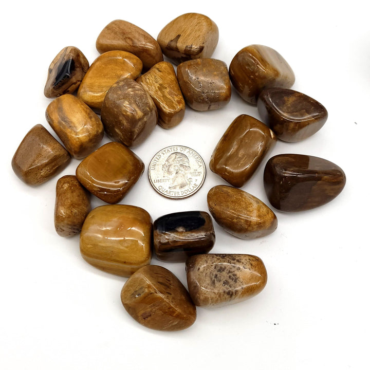 Petrified Wood Tumbled Stone - Funky Stuff