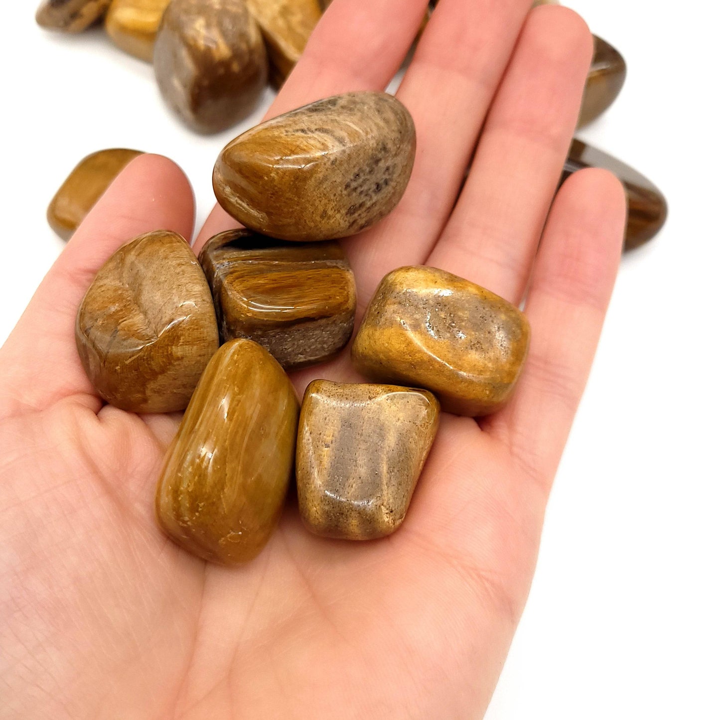 Petrified Wood Tumbled Stone