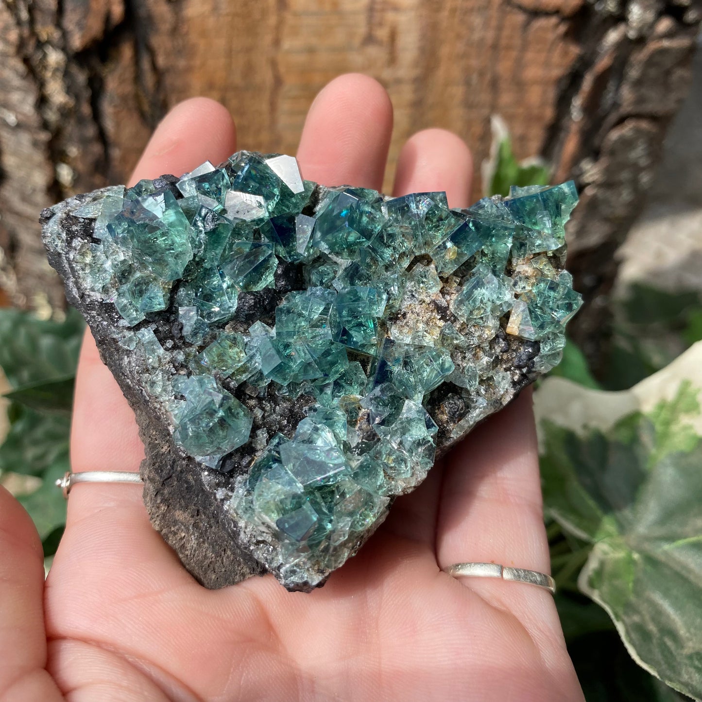Rogerley Fluorite - UV Reactive - Funky Stuff