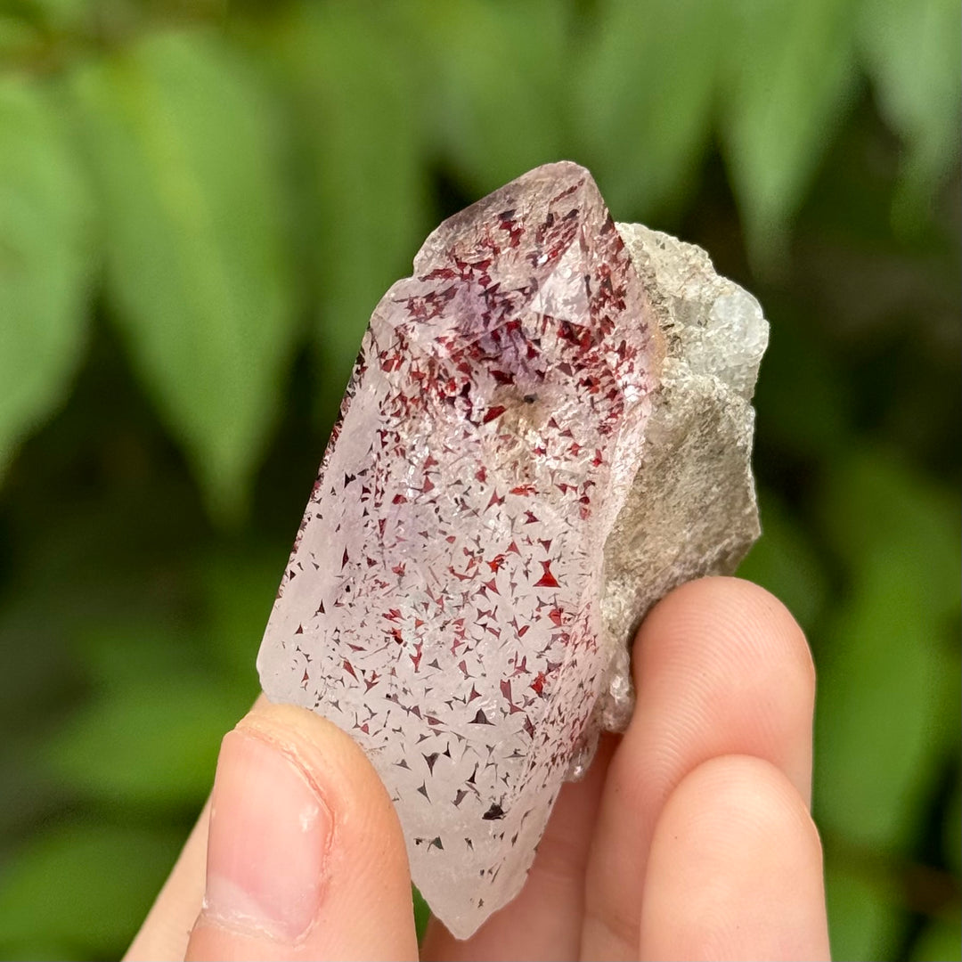 Harlequin Amethyst - Funky Stuff