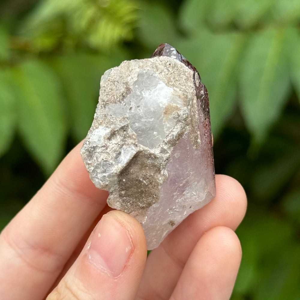 Harlequin Amethyst - Funky Stuff