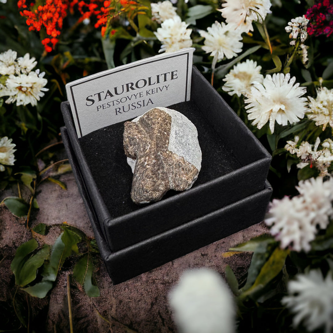Staurolite (Fairy Cross Stones) Boxed Specimen - Funky Stuff