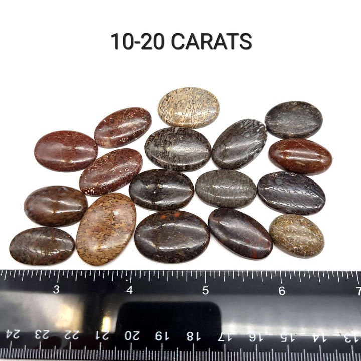 Dinosaur Bone Cabochon - Oval - Funky Stuff