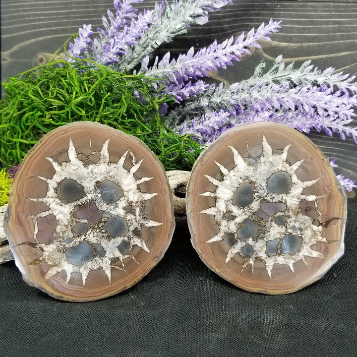 Septarian Nodule Pair (Dragon Stone) - Funky Stuff