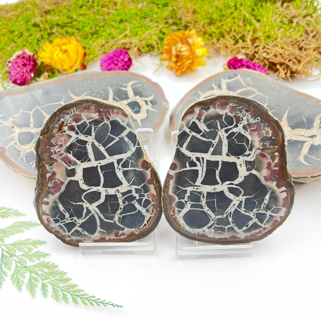 Septarian Nodule Pair (Dragon Stone) - Funky Stuff