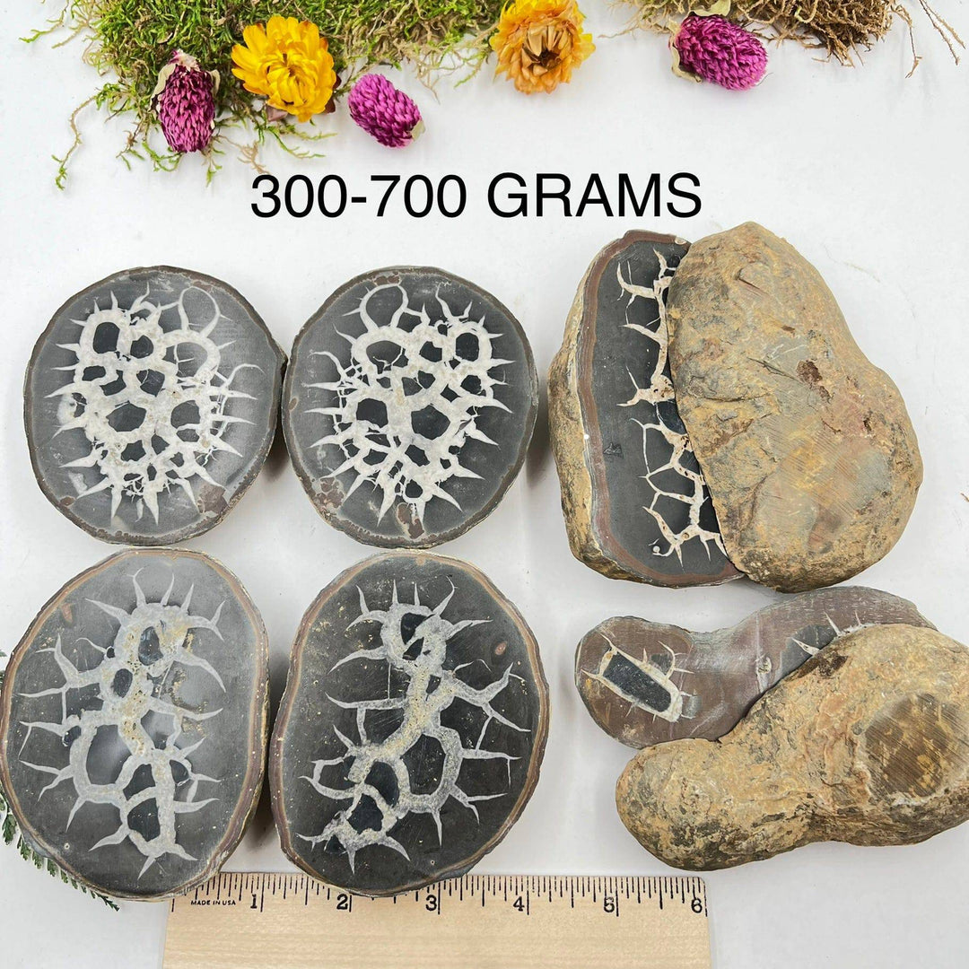 Septarian Nodule Pair (Dragon Stone) - Funky Stuff