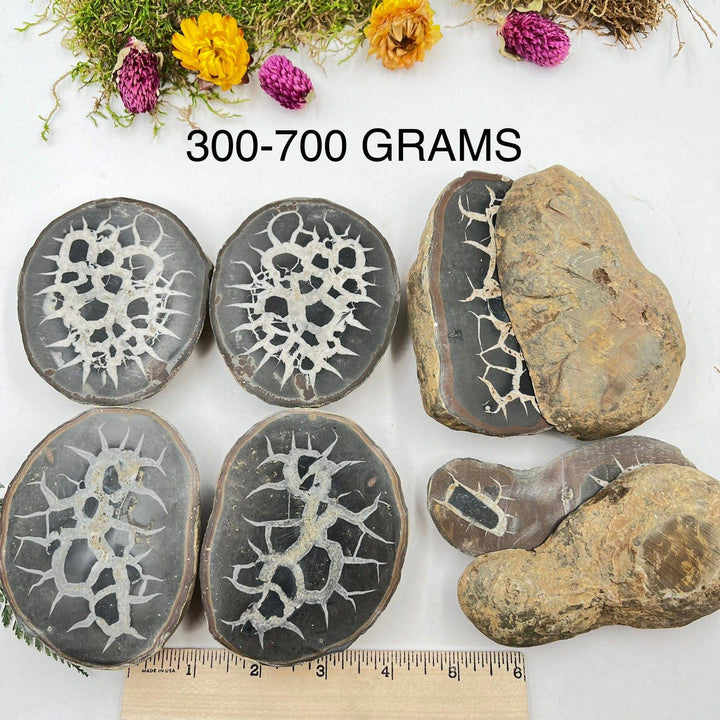 Septarian Nodule Pair (Dragon Stone) - Funky Stuff