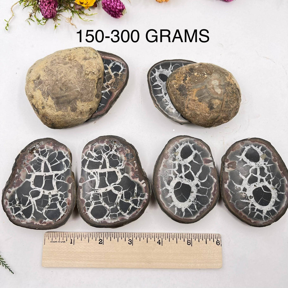 Septarian Nodule Pair (Dragon Stone) - Funky Stuff
