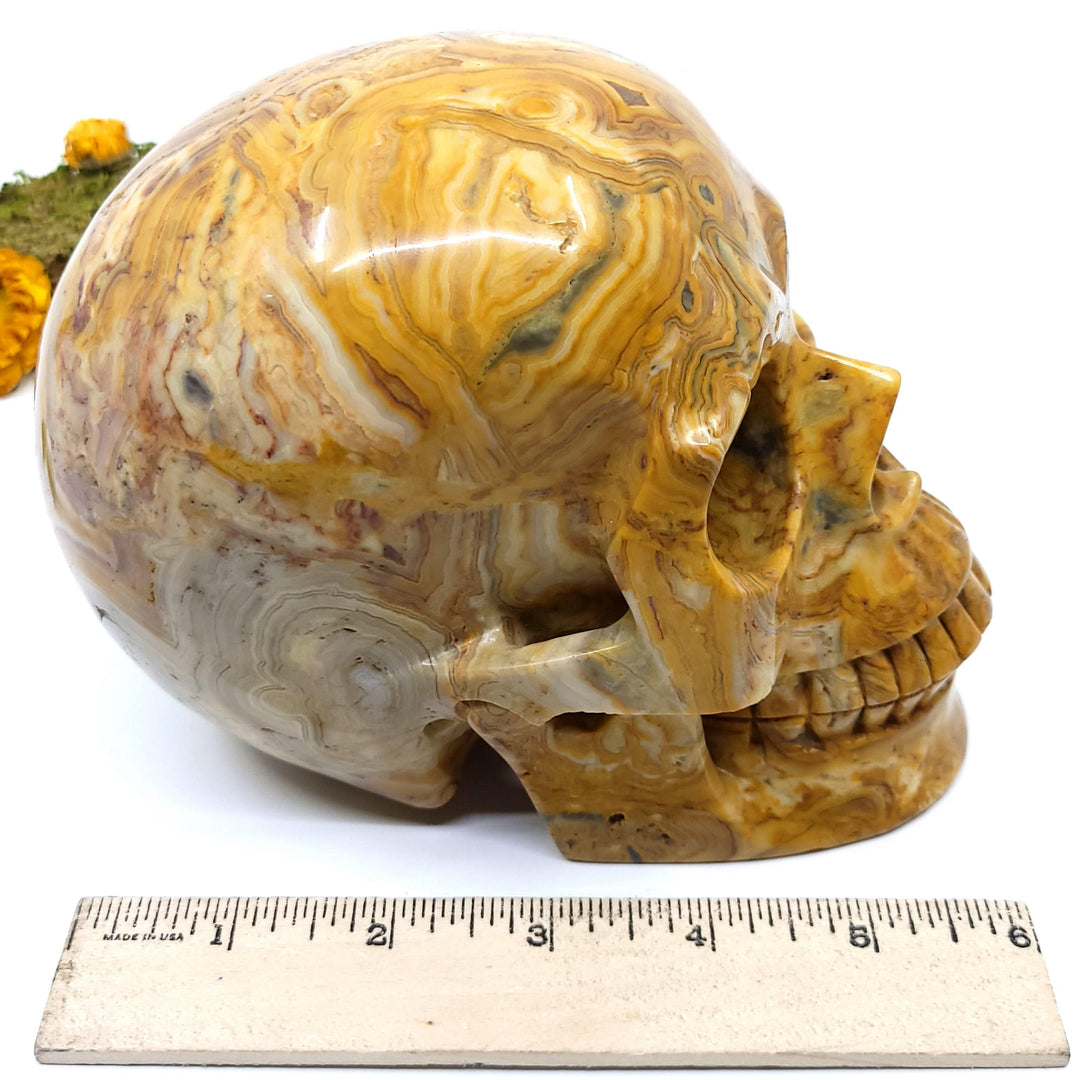 Crazy Lace Agate Skull - Funky Stuff