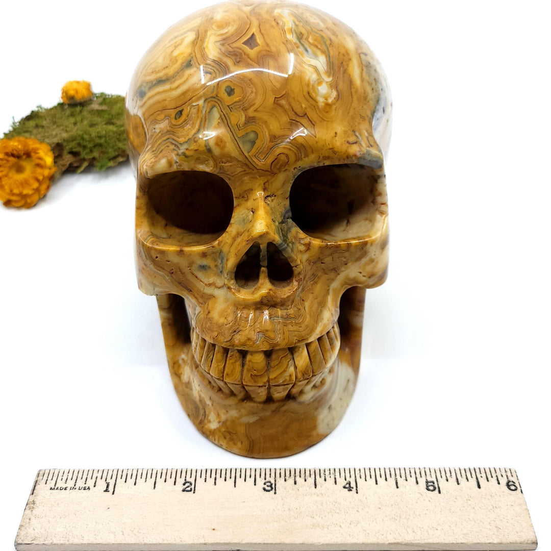 Crazy Lace Agate Skull - Funky Stuff