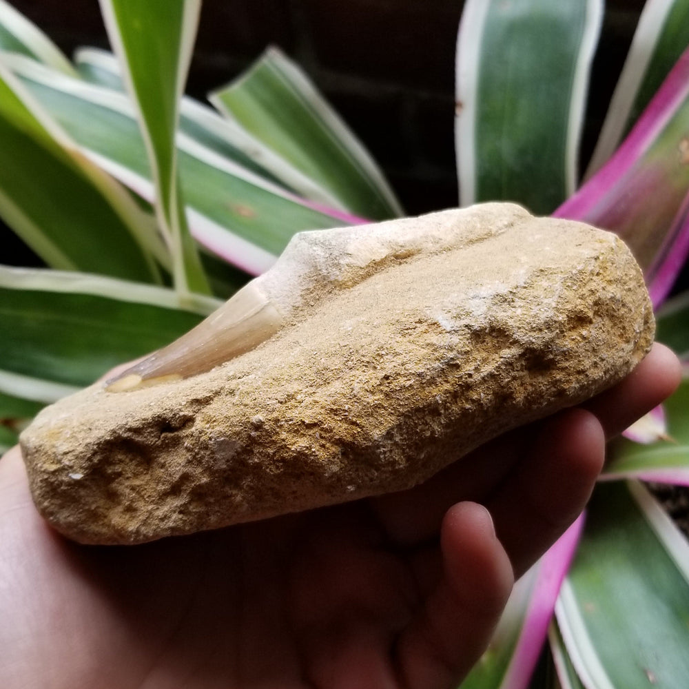 Mosasaur Tooth in Matrix - Funky Stuff