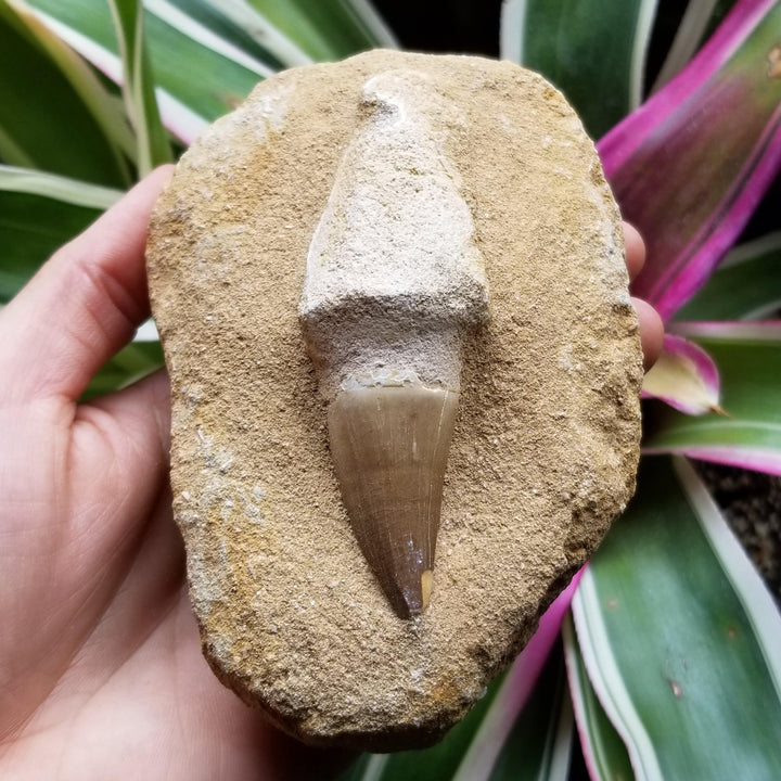 Mosasaur Tooth in Matrix - Funky Stuff