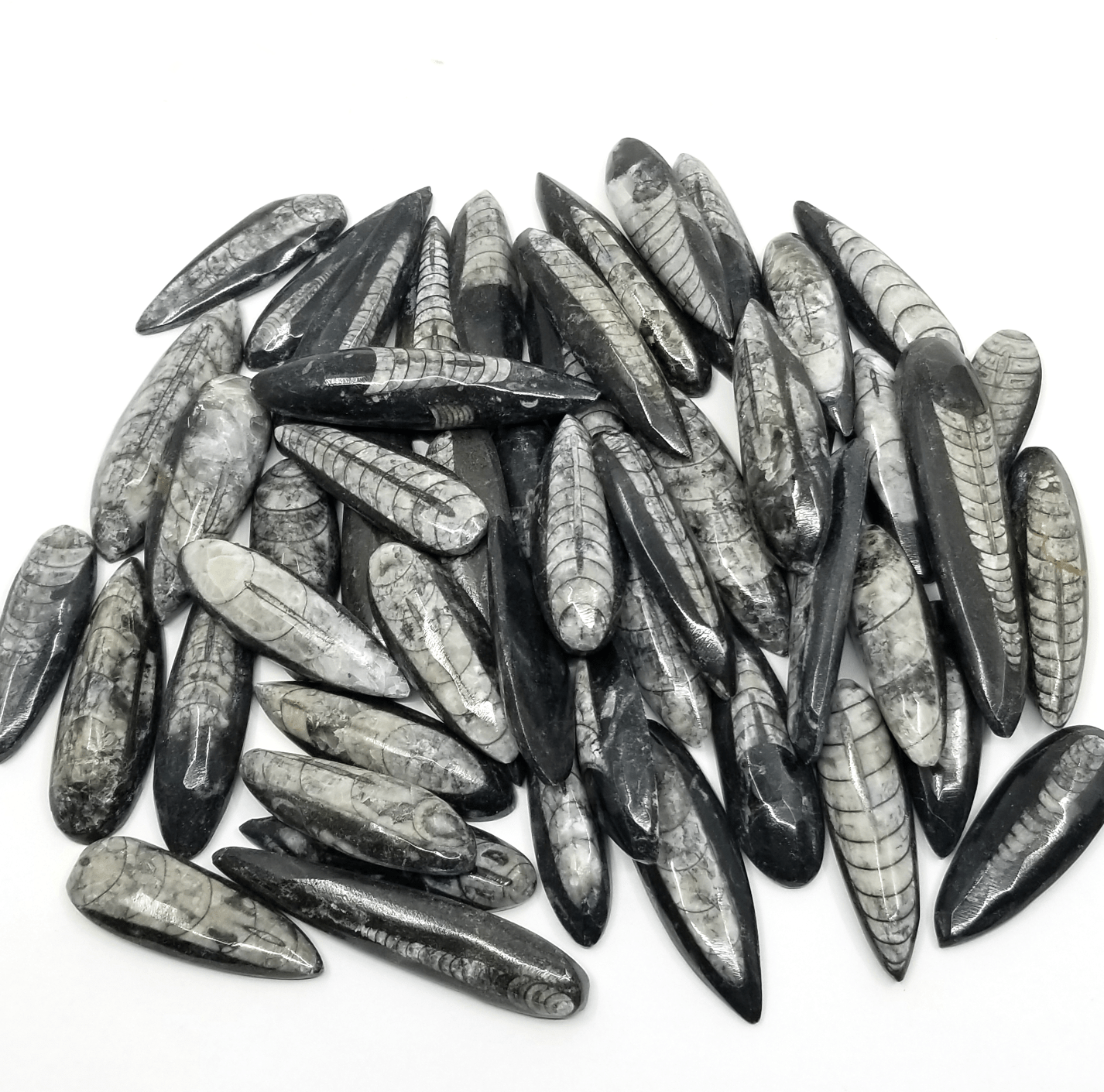 Orthoceras (Small) - 50 Pack