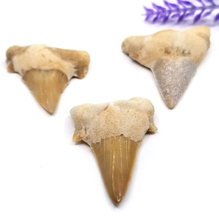 Otodus Shark Tooth Fossil (1 - 2 in) - Funky Stuff