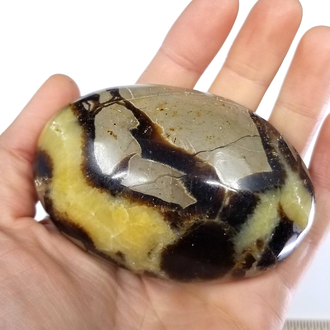 Septarian Palmstone (2"-3") - Funky Stuff