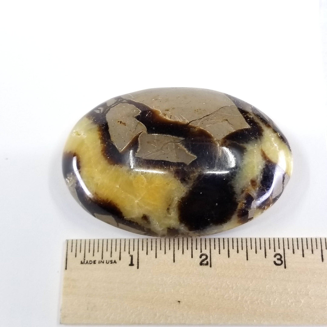 Septarian Palmstone (2"-3") - Funky Stuff