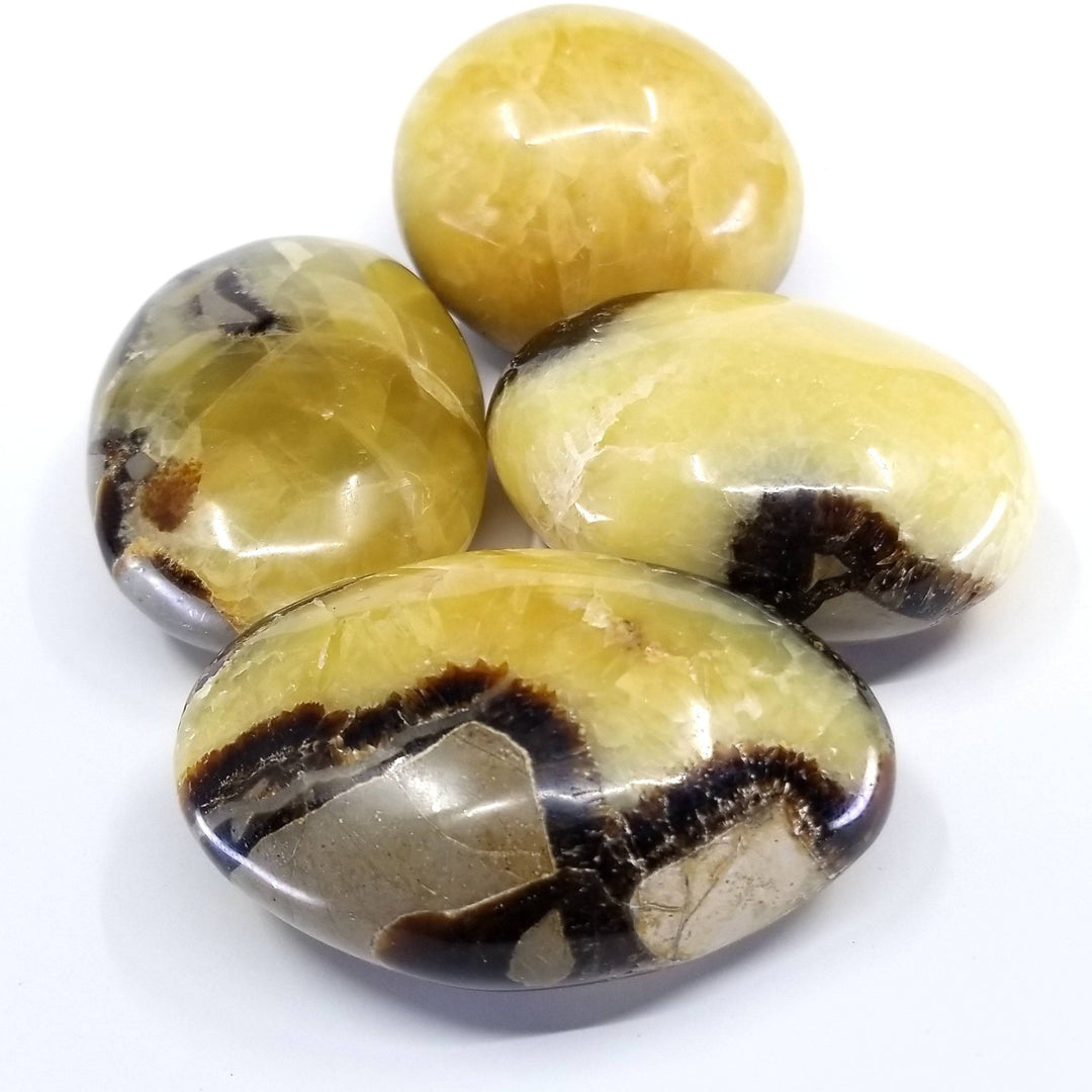 Septarian Palmstone (2"-3") - Funky Stuff