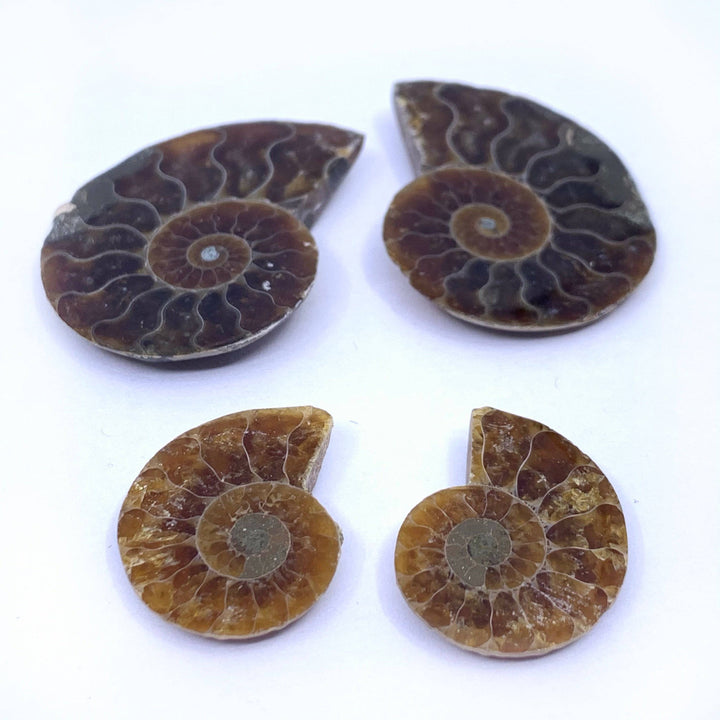 Mini Ammonite Fossil Pair - Funky Stuff