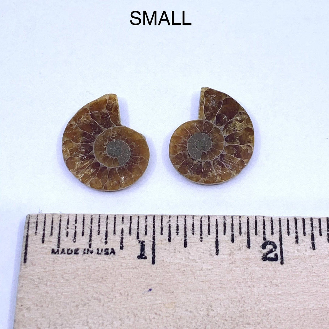 Mini Ammonite Fossil Pair - Funky Stuff