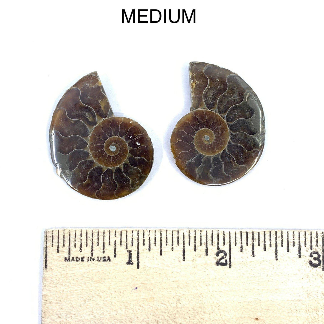 Mini Ammonite Fossil Pair - Funky Stuff