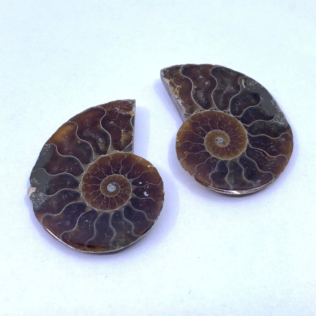 Mini Ammonite Fossil Pair - Funky Stuff