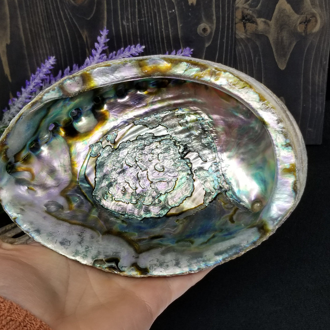 Abalone Shell 6 - 7 in - Funky Stuff