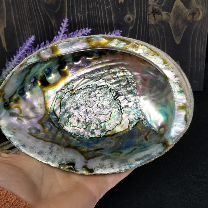 Abalone Shell 6 - 7 in - Funky Stuff