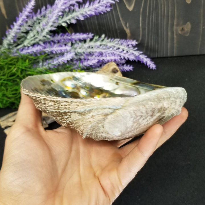 Abalone Shell 6 - 7 in - Funky Stuff