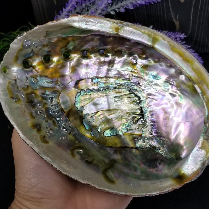 Abalone Shell 6 - 7 in - Funky Stuff