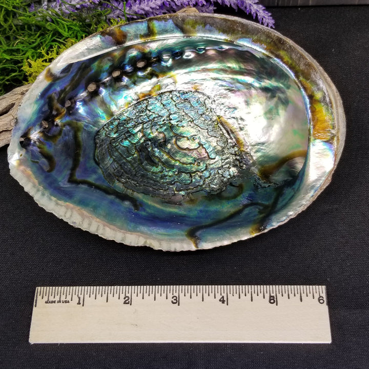 Abalone Shell 6 - 7 in - Funky Stuff