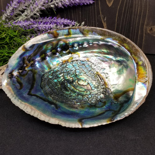 Abalone Shell 6 - 7 in - Funky Stuff