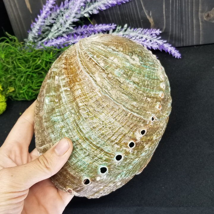 Abalone Shell 6 - 7 in - Funky Stuff