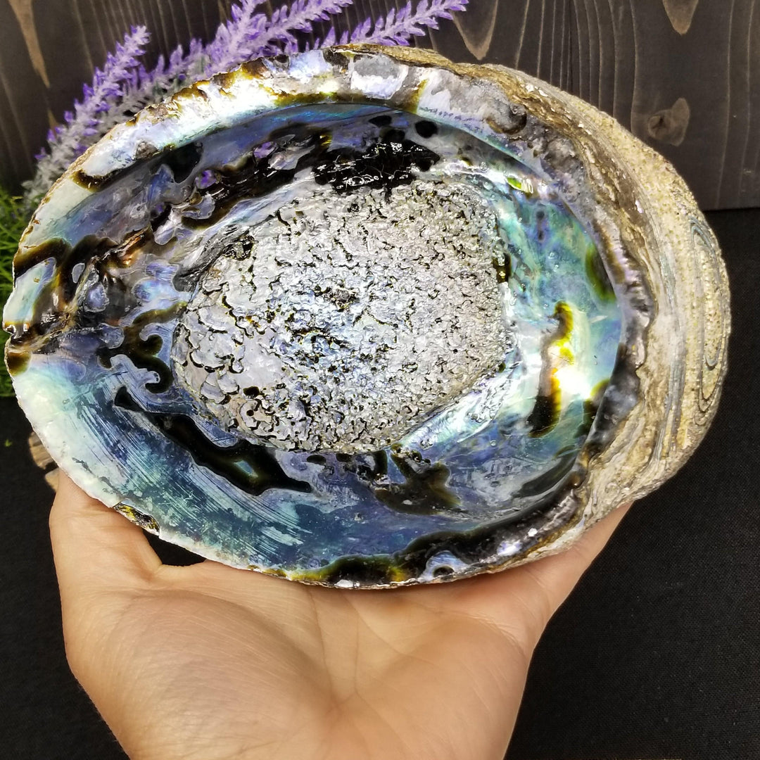 Abalone Shell 6 - 7 in - Funky Stuff