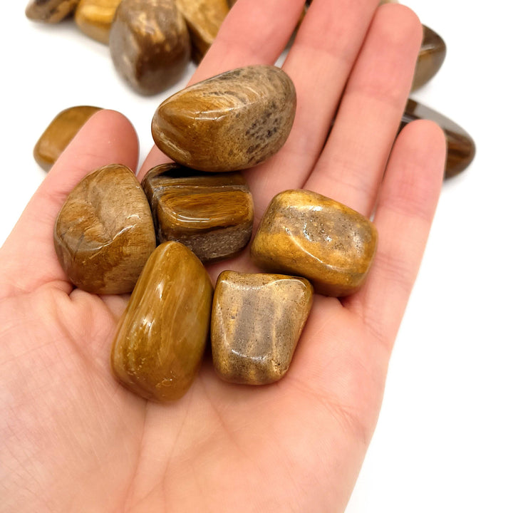 Petrified Wood Tumbled Stone - Funky Stuff