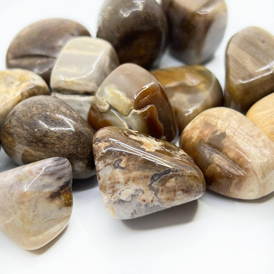 Petrified Wood Tumbled Stone - Funky Stuff