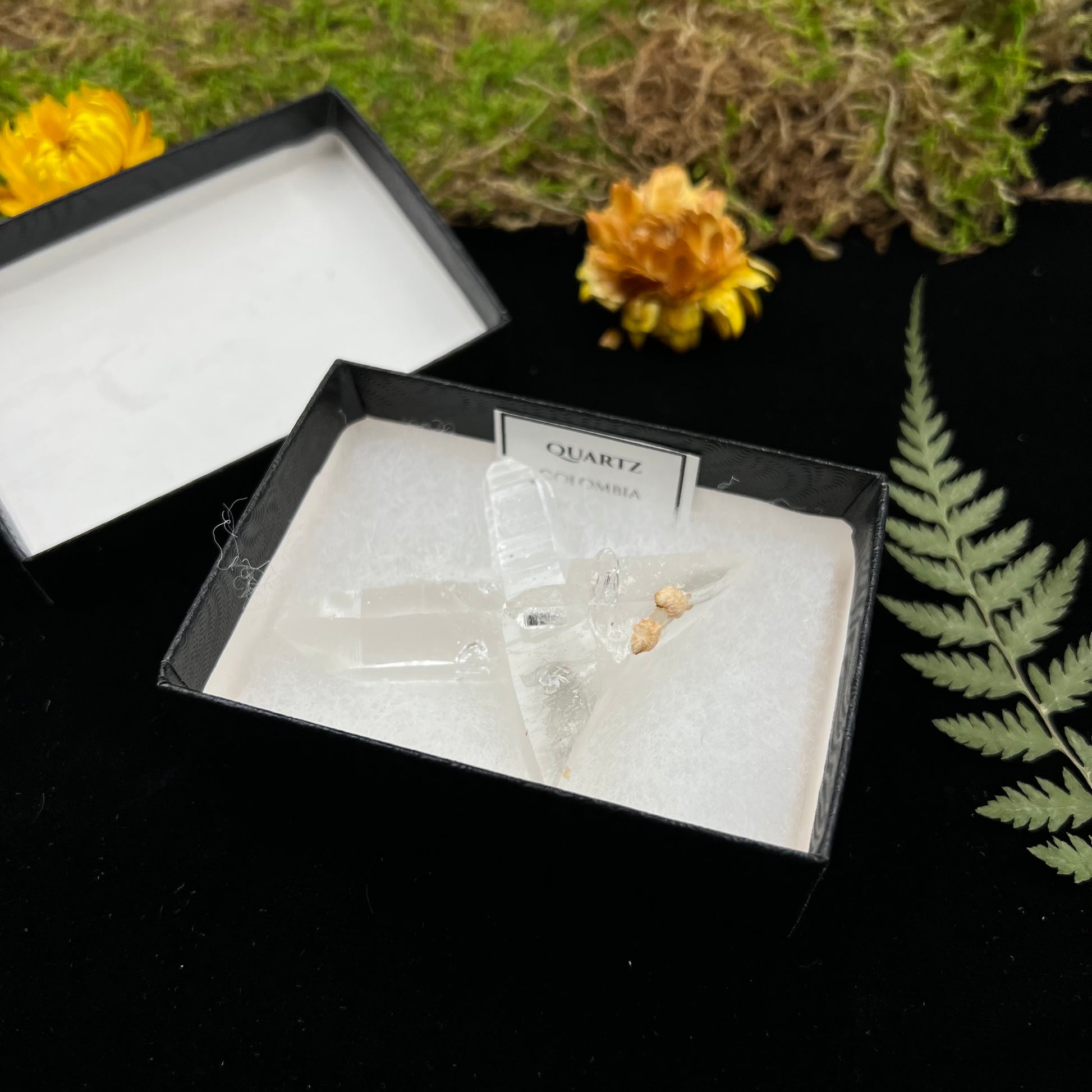 Colombian Quartz Cluster (Boxed Specimen) - Funky Stuff